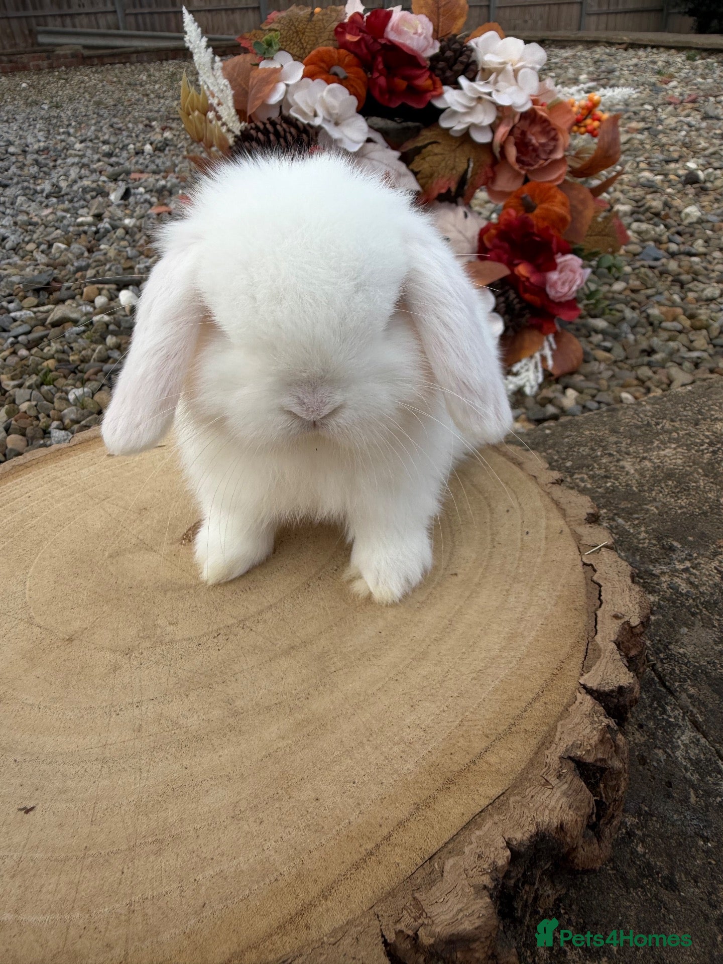 Mini Lop rabbits Beautiful mini lop ready to reserve 🩷🥰 - Advert 2