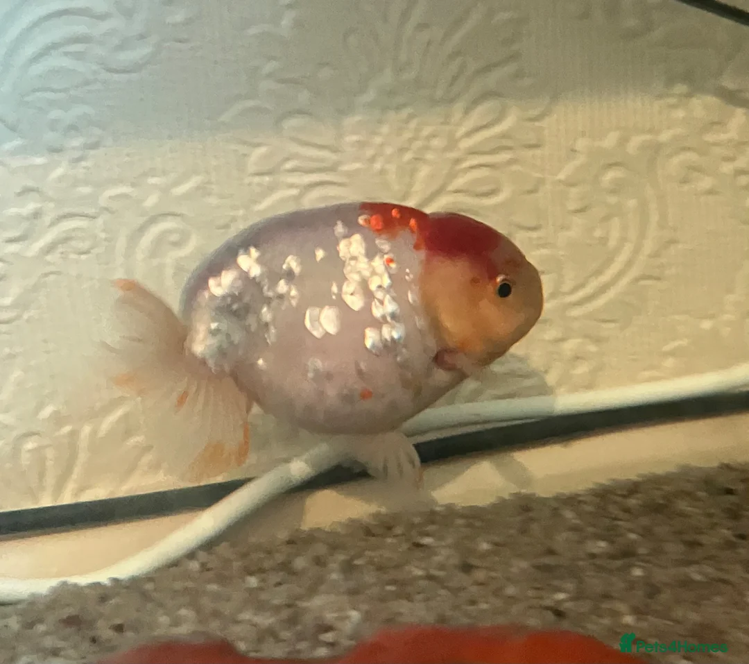 Fancy Goldfish fish for sale: Lonely fancy looking for new friends in Kidlington - Advert 2