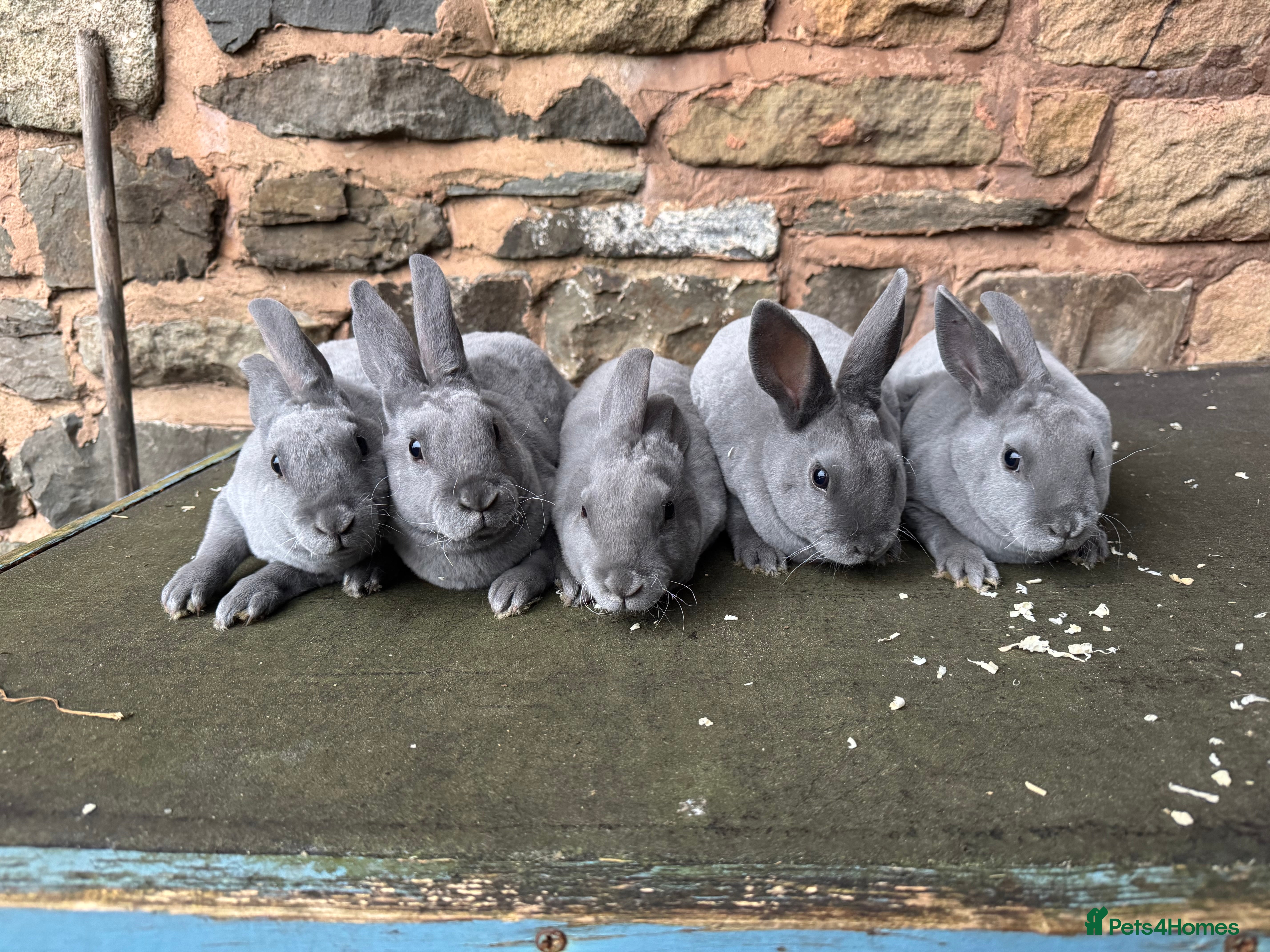 Rex rabbits Stunning blue Rex rabbits for sale  - Advert 1