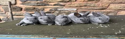 Rex rabbits for sale: Stunning blue Rex rabbits for sale  - Advert 1