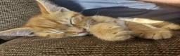 Maine Coon cats for sale:  READY TODAY Maine Coon Kittens - Advert 26