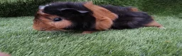 Guinea Pig rodents for sale: Tri guinea pig Boy and other boys  - Advert 3