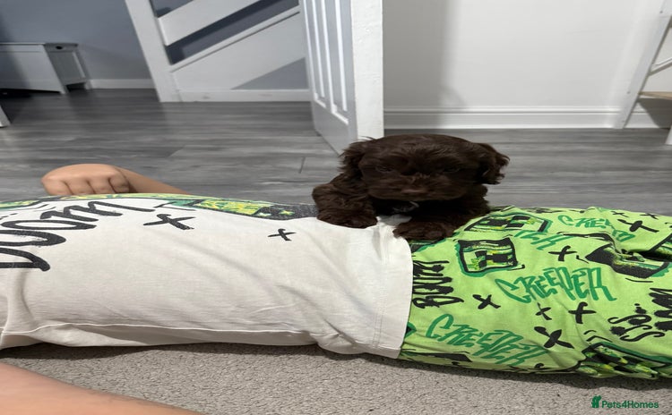 Cockapoo dogs Gorgeous F1 Cockapoo’s - Advert 7