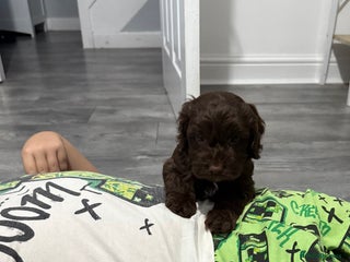 Cockapoo dogs Gorgeous F1 Cockapoo’s - Advert 4