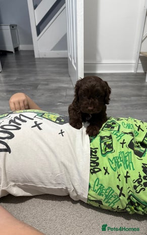 Cockapoo dogs Gorgeous F1 Cockapoo’s - Advert 7