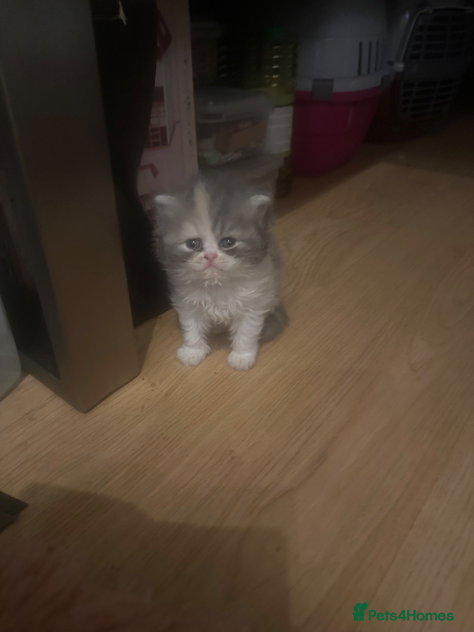 Persian cats Absolutely stunning Persian chinchilla kittens  - Advert 1