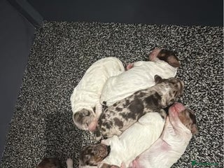 Cocker Spaniel dogs Cocker pups - Advert 16