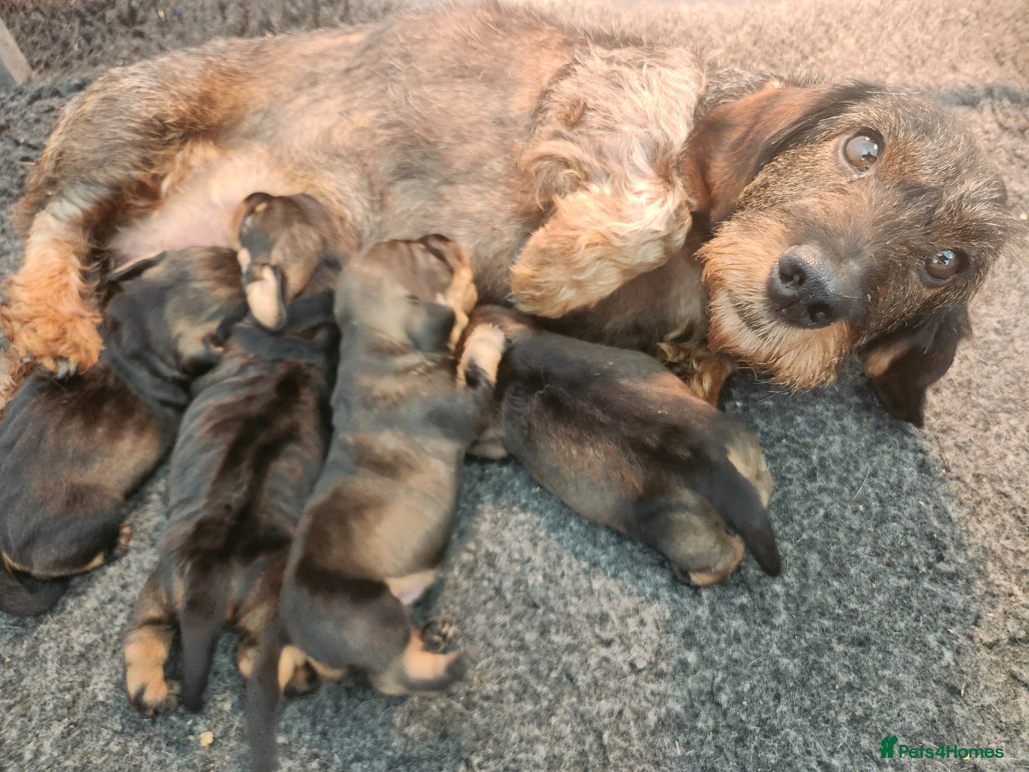 Dachshund dogs Kc registered teckel  - Advert 1