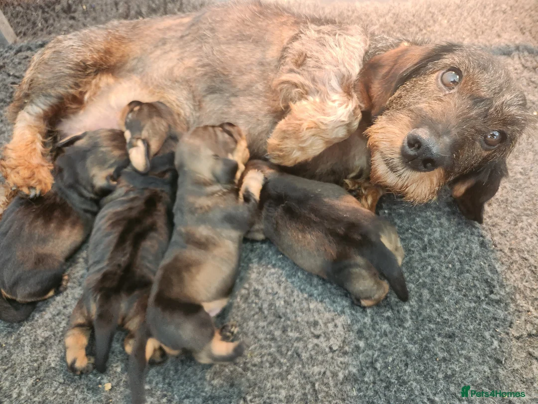 Dachshund dogs for sale: Kc registered teckel  - Advert 1