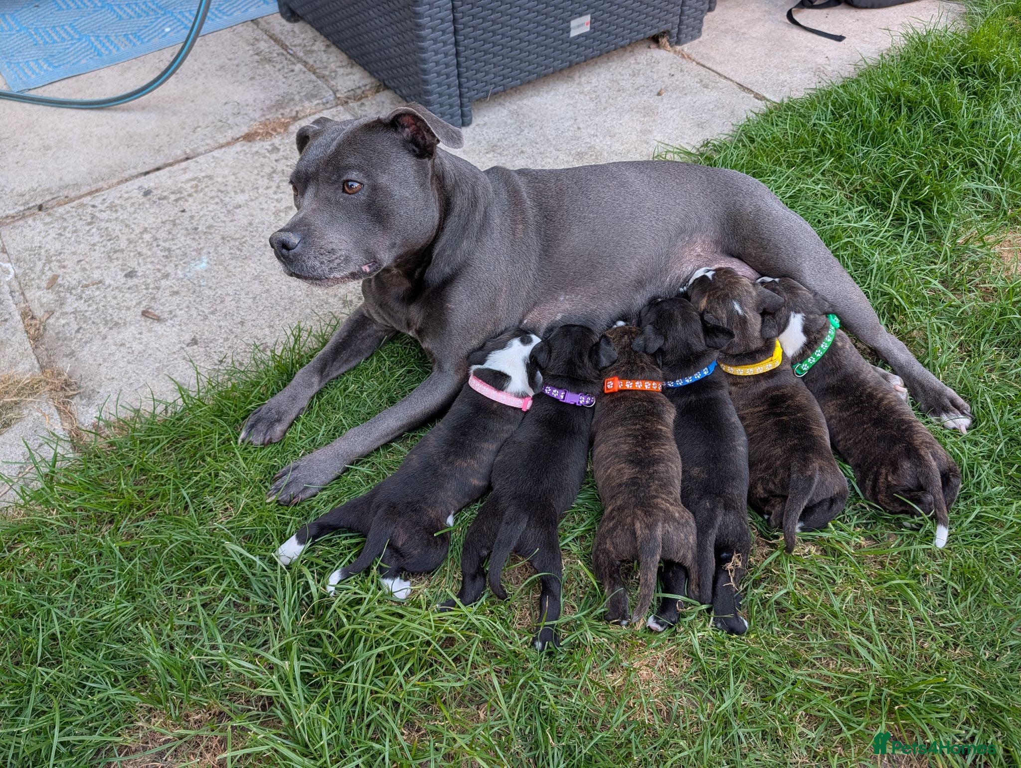 Staffordshire Bull Terrier dogs Stunning Brindle & White Staffy Pups - Advert 1