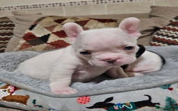 French Bulldog dogs for sale: 🩷 2 Female French Bulldog Puppies – 8 Weeks 🩷 - Advert 6