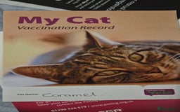 British Shorthair cats for sale: Cat for adoption  - Image 4