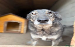 Mixed Breed dogs for adoption: Pepper is looking for a family  - Image 1