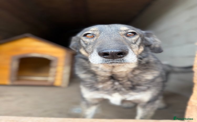 Mixed Breed dogs - Advert 4