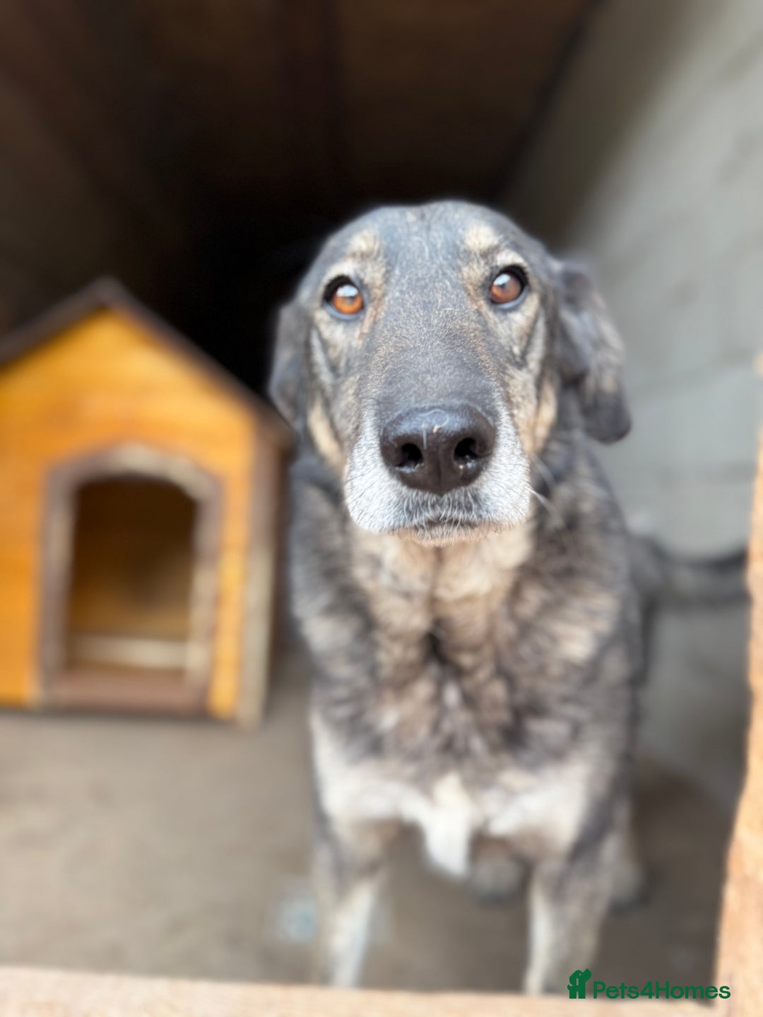 Mixed Breed dogs for adoption: Pepper is looking for a family  - Image 1