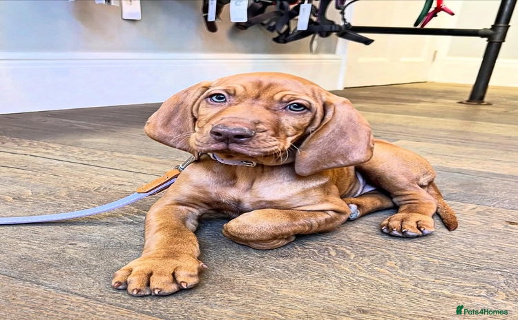 Hungarian Vizsla dogs - Advert 3