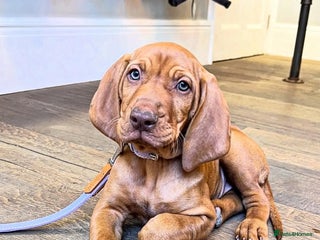 Hungarian Vizsla dogs - Advert 1