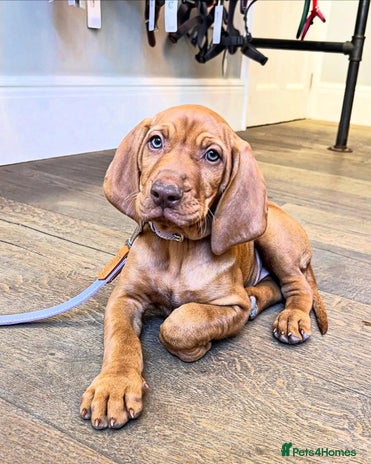 Hungarian Vizsla dogs - Advert 3