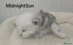 Maine Coon cats for sale: Maine Coon Kittens Black Shaded European Lines - Image 17