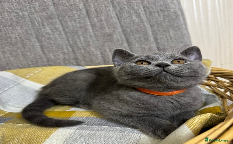 British Shorthair cats - Advert 15