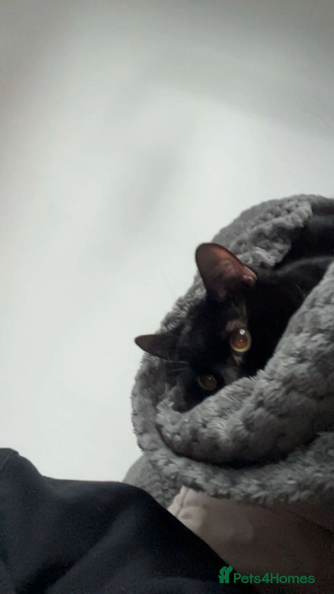 Mixed Breed cats for sale: Rehoming  in Derby - Advert 3
