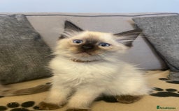 Ragdoll cats for sale: Ragdoll kittens ready now 3 boys 1 girl available  - Image 6