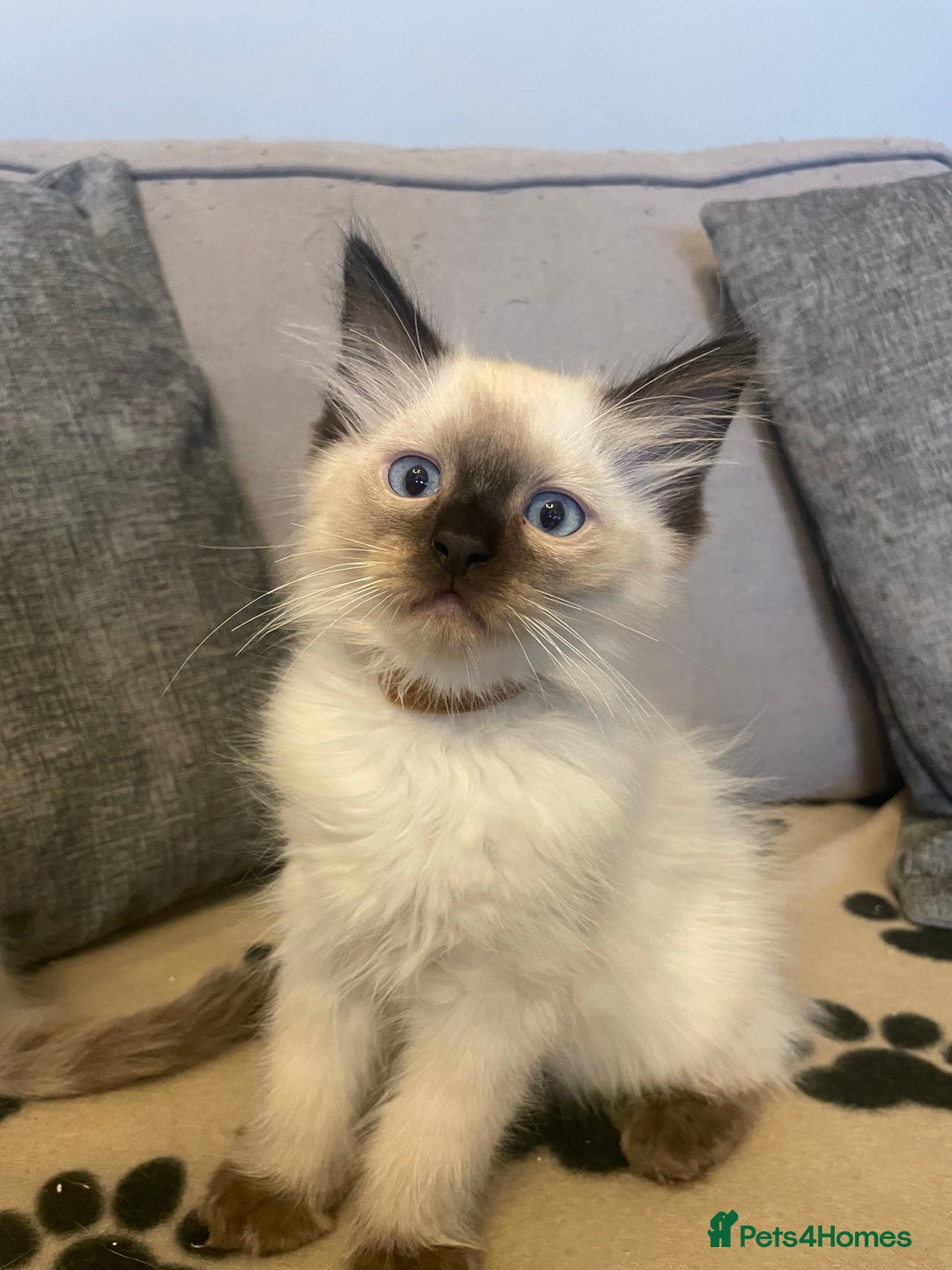Ragdoll cats for sale: Ragdoll kittens ready now 3 boys 1 girl available  - Image 6
