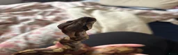 Boa Snake reptiles for sale: Youth boa constrictor for rehoming - Advert 4