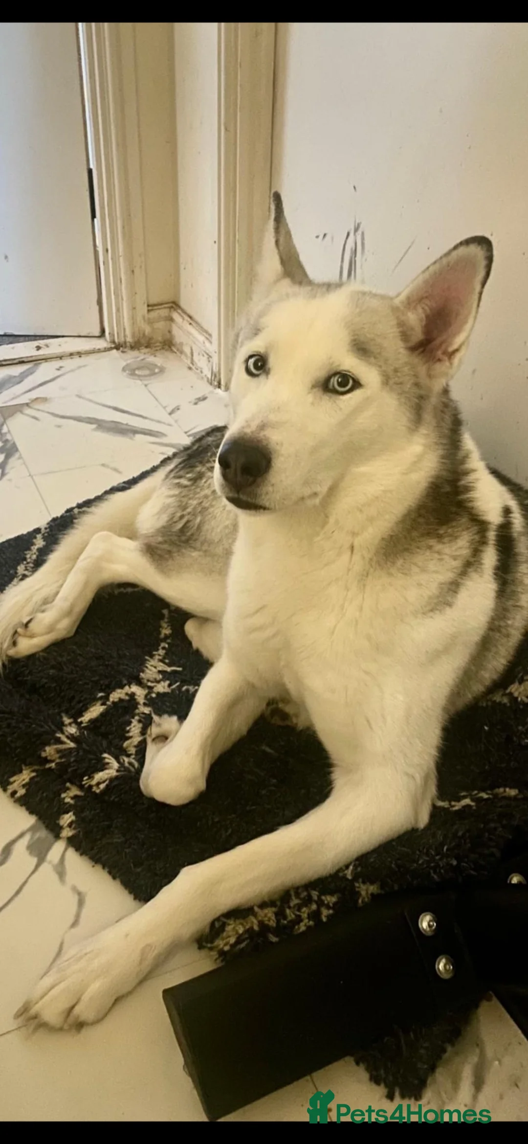 Siberian Husky dogs for sale: Urgent Rehome – Siberian Husky (Female) - Advert 4