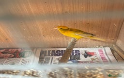 Canaries birds for sale: Canaries, Canary  - Image 2