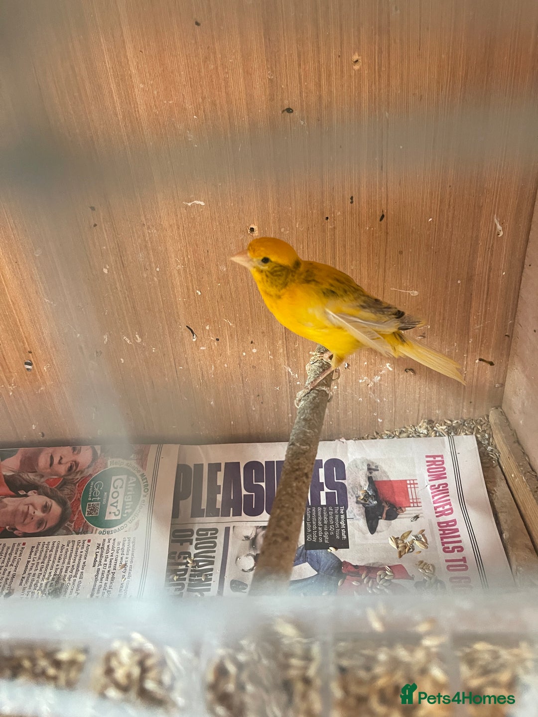 Canaries birds for sale: Canaries, Canary  - Image 2