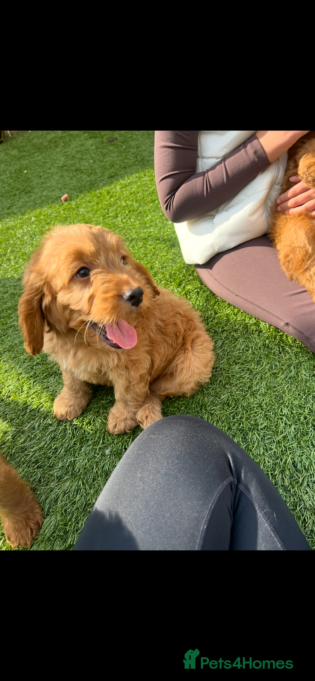 Cockapoo dogs for sale: Red Cockerpoo Puppies - Image 4