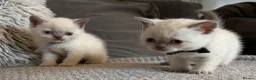British Shorthair cats for sale: British shorthair colourpoint kittens  - Advert 16