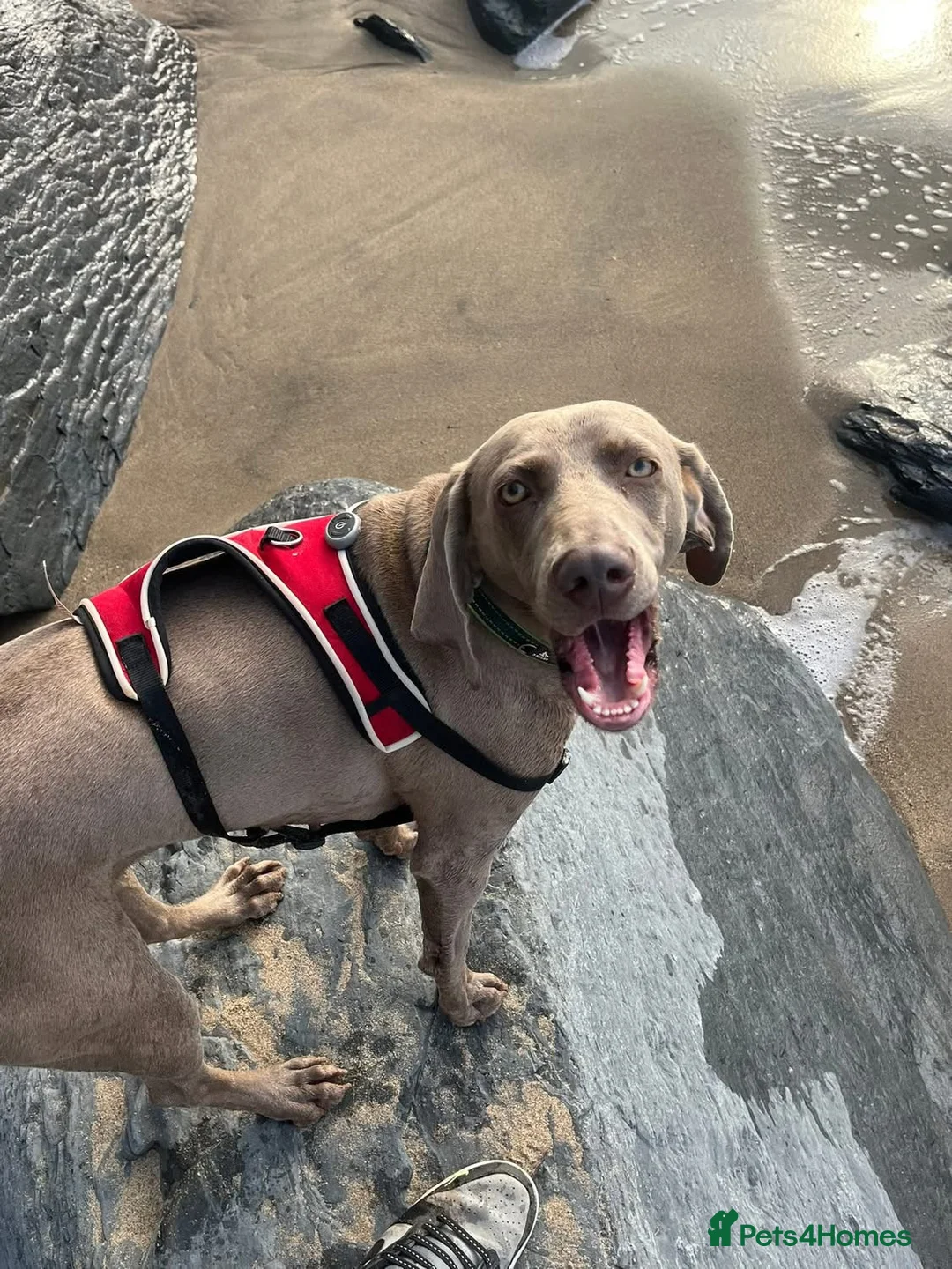 Weimaraner dogs for sale: Hallie  - Advert 5