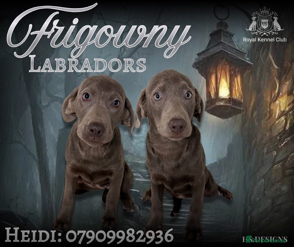 Labrador Retriever dogs 🩶🩶 SILVER LABRADOR GIRLS 🩶🩶 - Advert 1