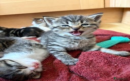 British Shorthair cats for sale: 11 SHORTHAIRED AND LONGHAIRED KITTENS - Image 18
