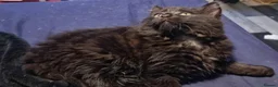 Mixed Breed cats for sale: 5 mixed breed 12 weeks kittens  - Advert 14