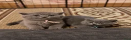 British Shorthair cats for sale: Blue British Shorthair kittens  - Advert 12