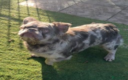 French Bulldog dogs for sale: Fabulous male fluffy frenchie 1.5 years old - Image 17