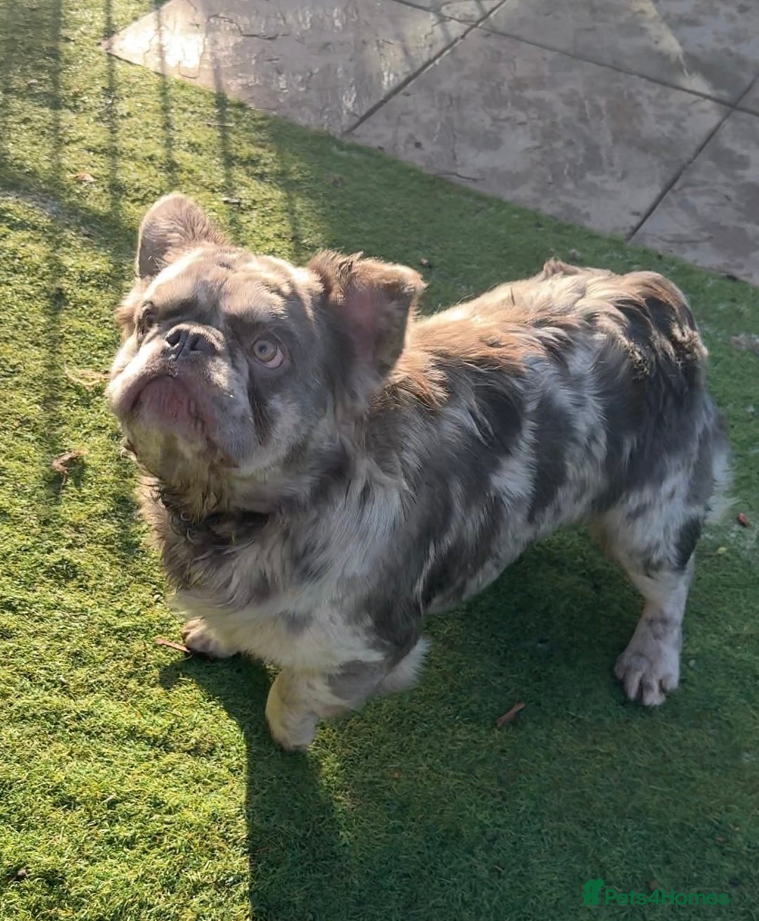 French Bulldog dogs for sale: Fabulous male fluffy frenchie 1.5 years old - Image 17
