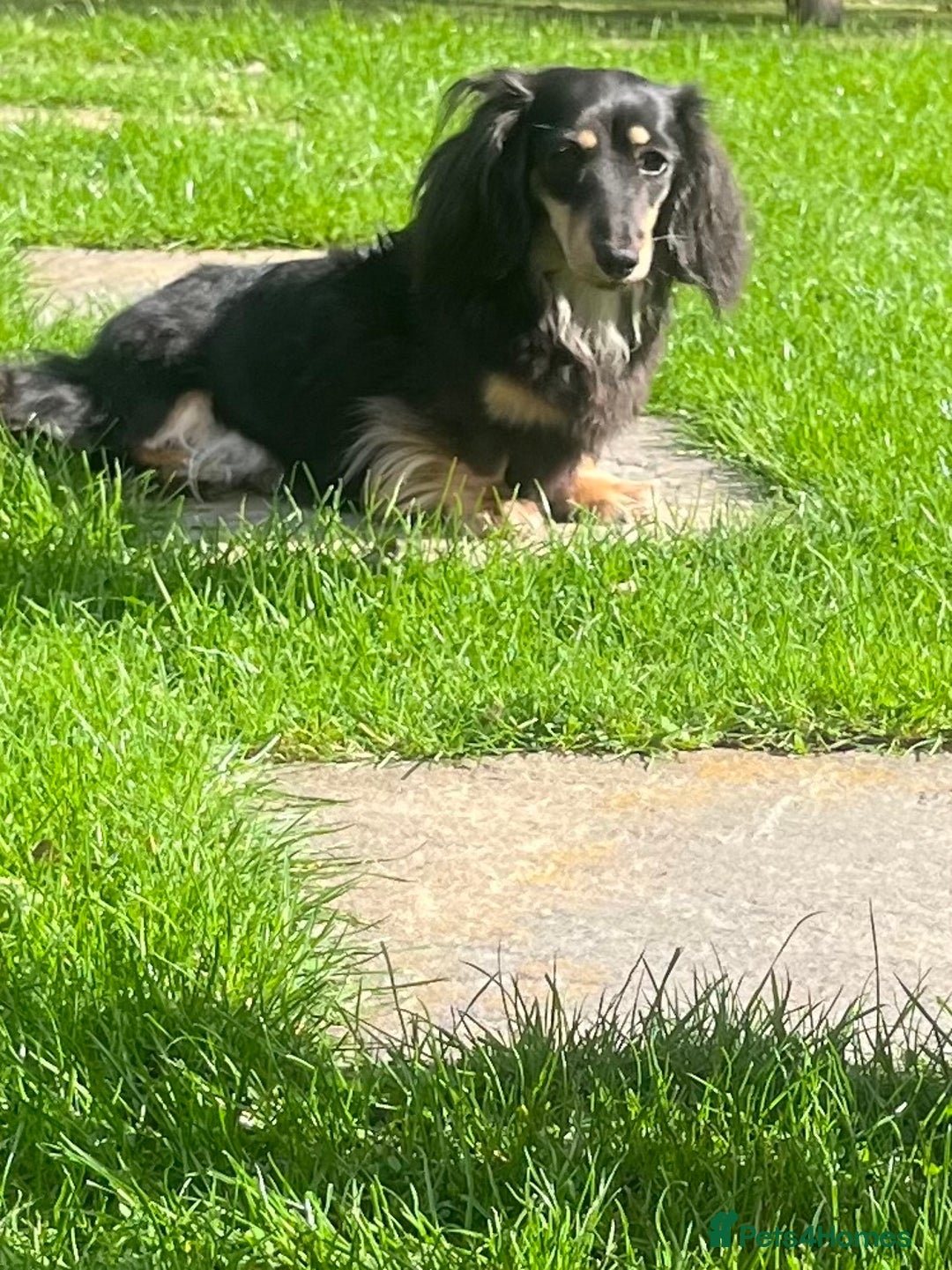 Miniature Dachshund dogs for sale: KC Reg PRA Clear Miniature Dachshunds  - Image 8