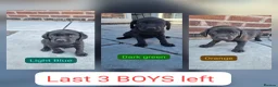 Labrador Retriever dogs for sale: KC BLACK LABRADOR PUPPIES - Advert 3