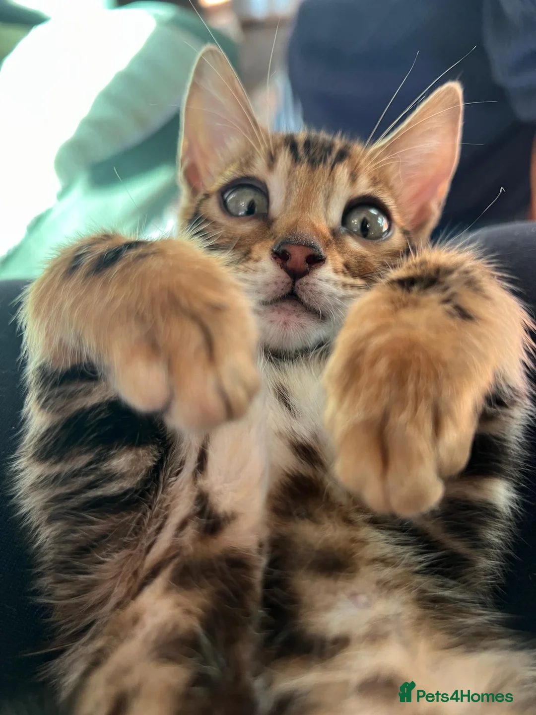 Bengal cats for sale: LUCIEN IS ON THE HUNT FOR HIS FOREVER FAMILY! - Advert 2