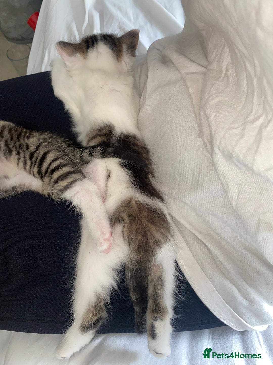 Maine Coon cats for sale: Maine coon / Siberian mix - Image 5