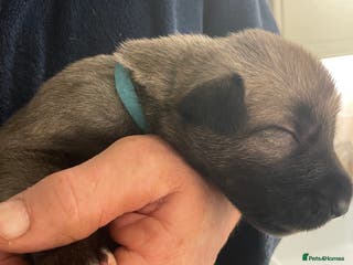 Irish Wolfhound dogs Irish Wolfhound full pedigree puppies for sale - Advert 1