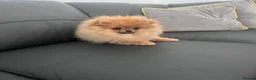 Pomeranian dogs for sale: Teddy Face🐻Small Size🏆KC - Advert 17