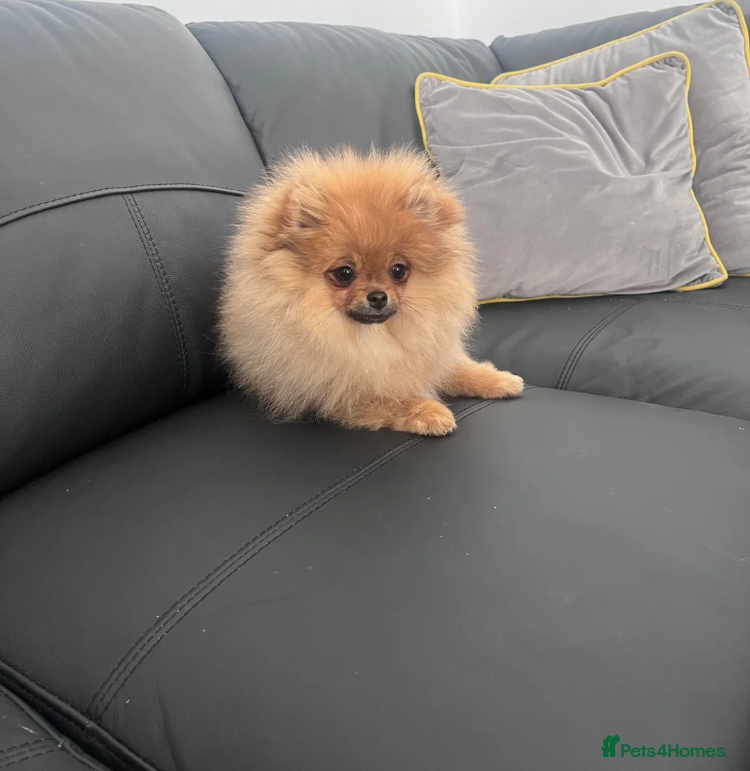 Pomeranian dogs for sale: Teddy Face🐻Small Size🏆KC - Advert 17