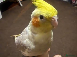 Cockatiels birds 2 handreared and tame cockatiels -READ DESCRIPTION - Advert 1