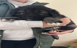 Caucasian Shepherd Dog dogs for sale:  ⭐️Caucasian shepherds⭐️puppies #bears big boned   - Image 24