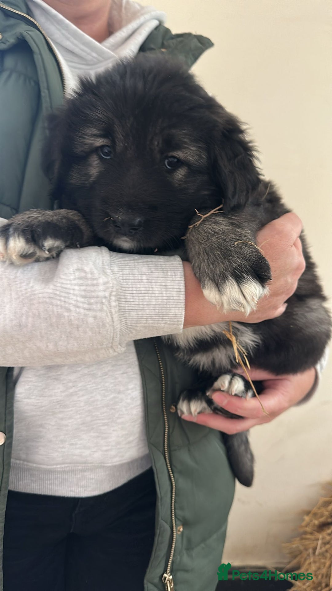 Caucasian Shepherd Dog dogs for sale:  ⭐️Caucasian shepherds⭐️puppies #bears big boned   - Image 24